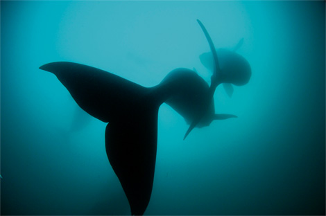 right-whales-1189052-ga
